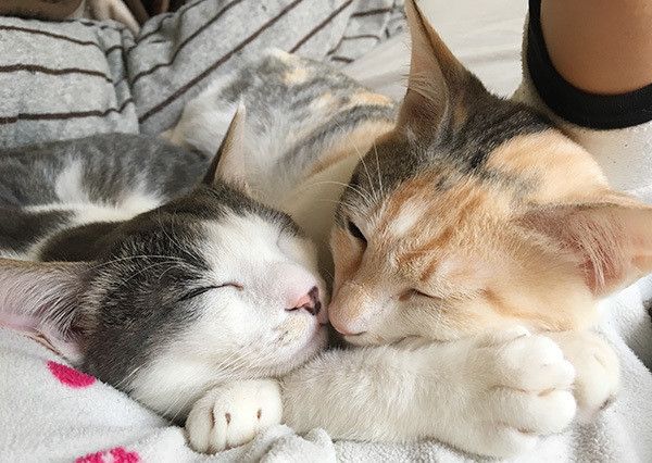 眠る猫