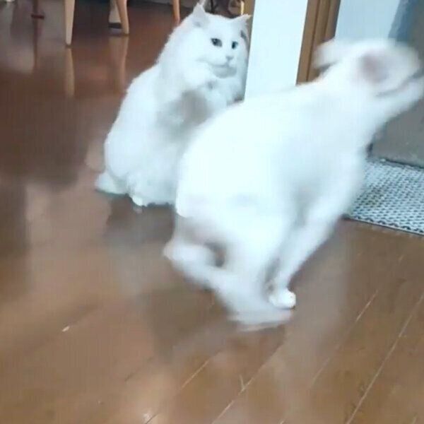 ハルクくんを抑えようとするコテツくん