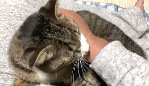 飼い主さんに寄り添うちゃむのすけくん