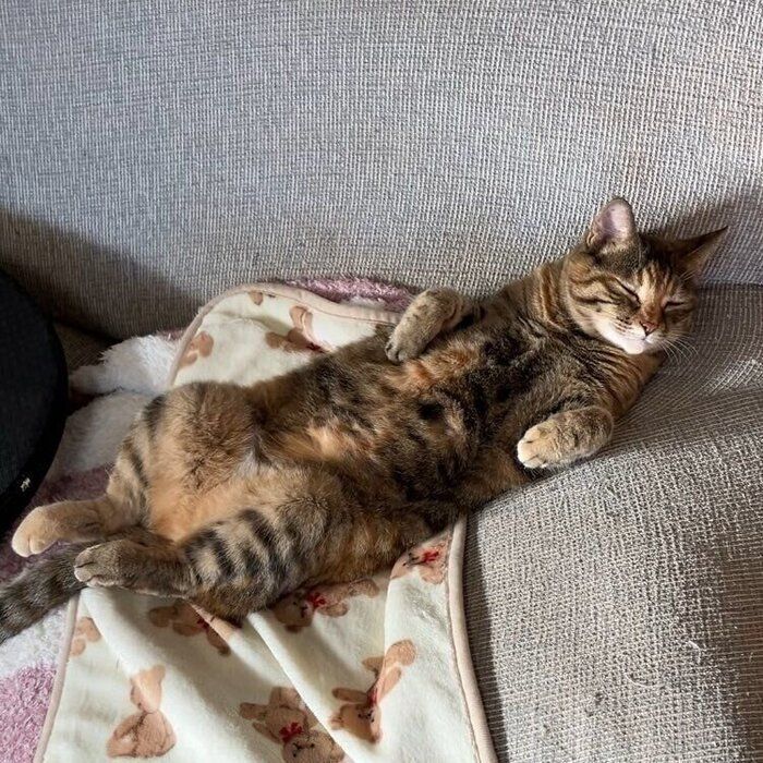 とっても気持ちよさそうに寝転がるこむぎちゃん