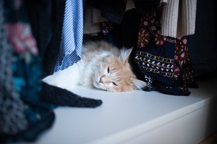画像/iStock、Getty Images Plus