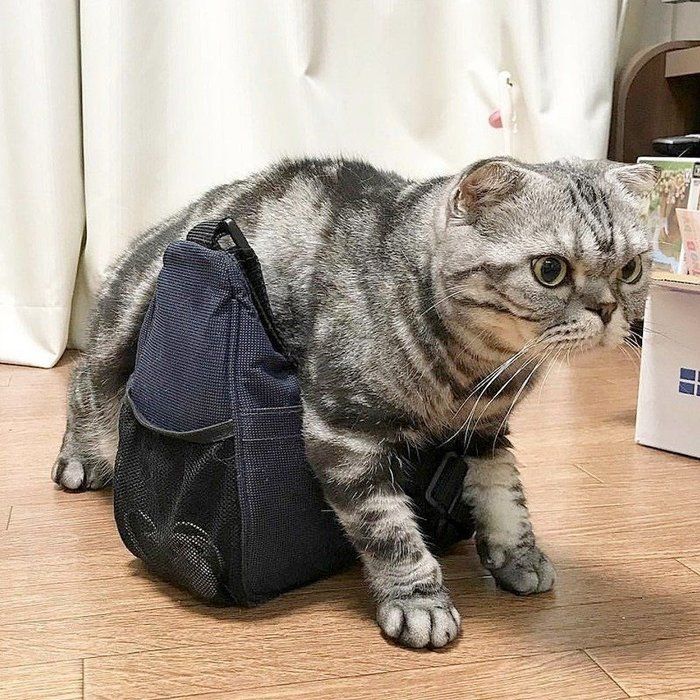 @tacos_cat