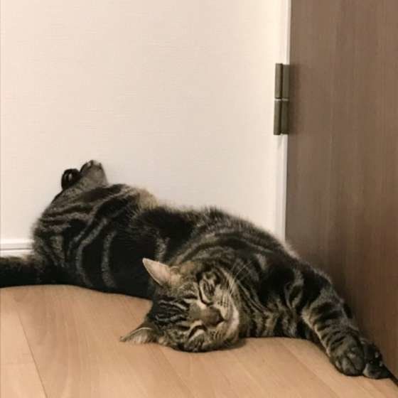 扉をふさぐアメショ