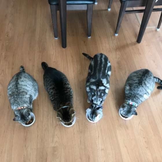 みんなで食事中(スコティッシュフォールド、オス)