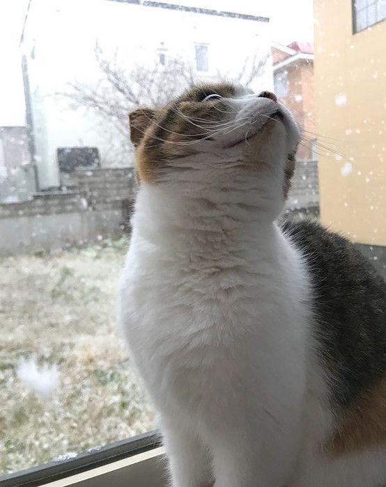 外を見る猫