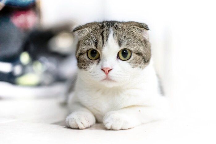 見つめる猫