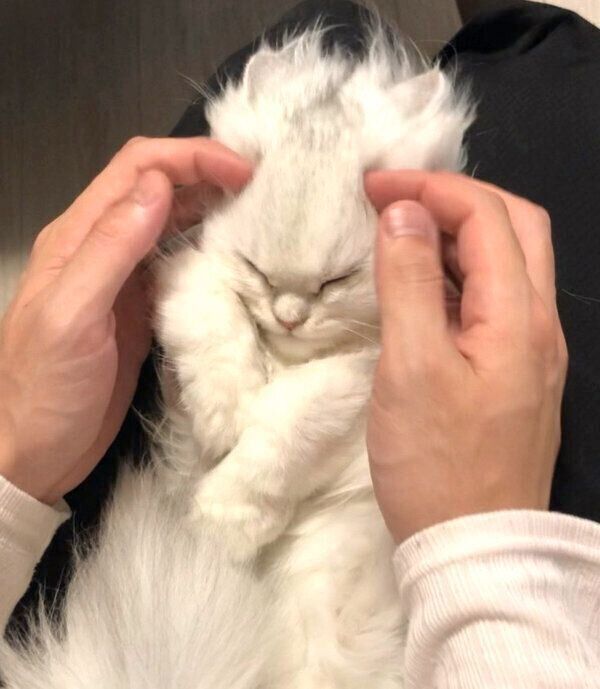 毛を逆立てられるこうめちゃん