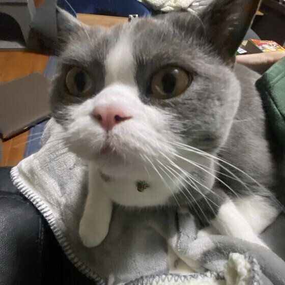 ひざにのるブリティッシュショートヘア