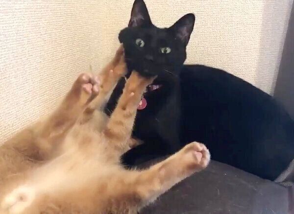 あめちゃんにお顔をグイグイされるそらちゃん