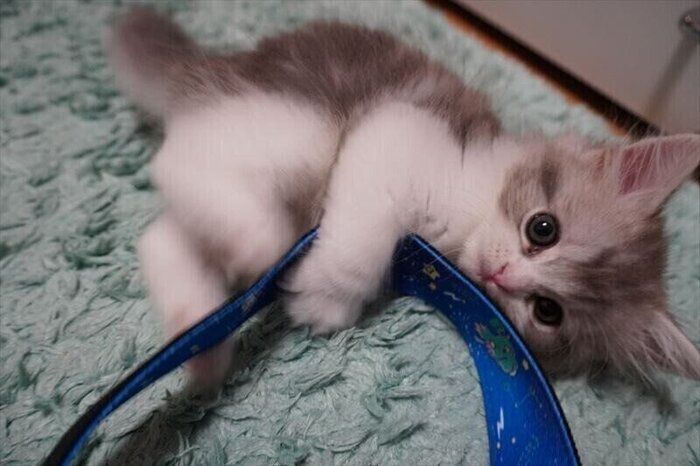 ねこのきもちWEB MAGAZINE ねこの日企画「MEN'S CAT」