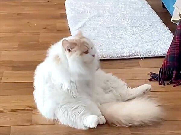 スコ座りをするアポロくん