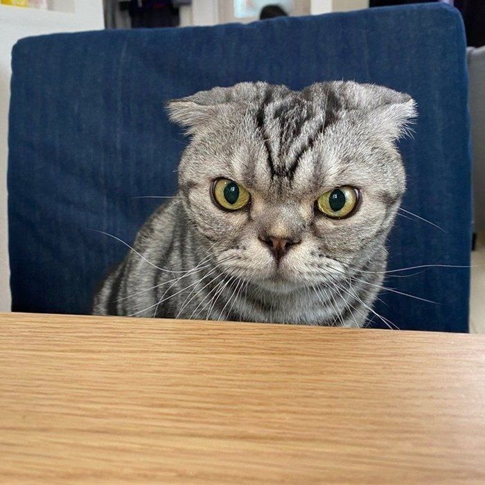@tacos_cat