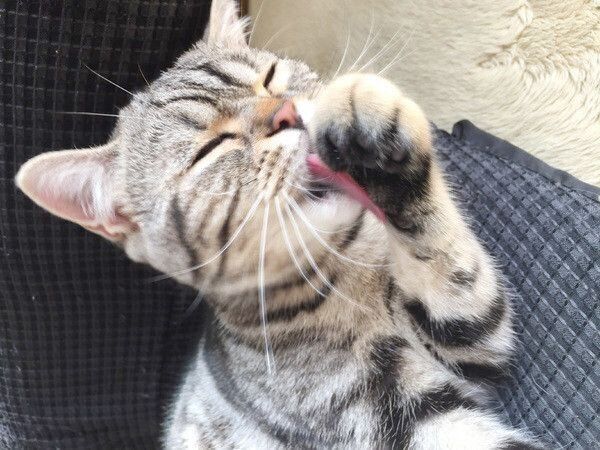 手を舐める猫