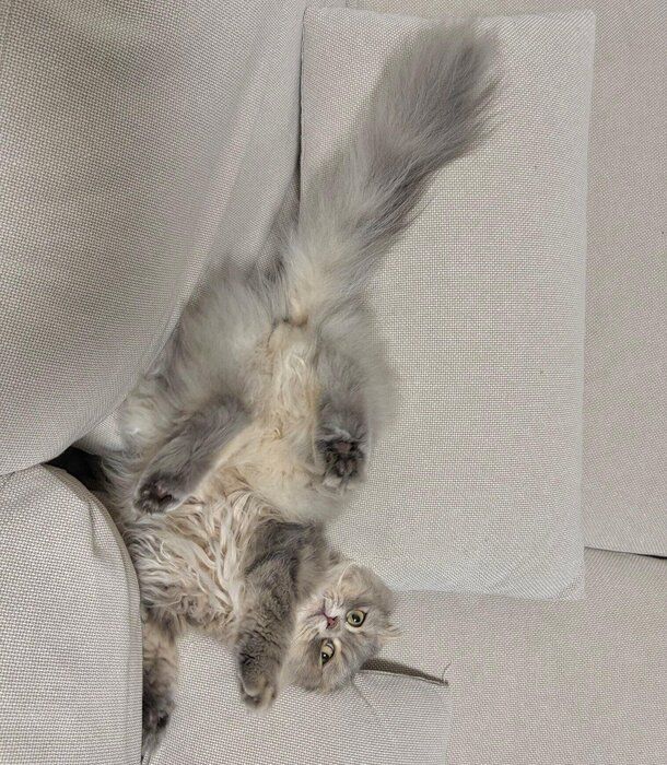 ソファに挟まっているロッシュくん