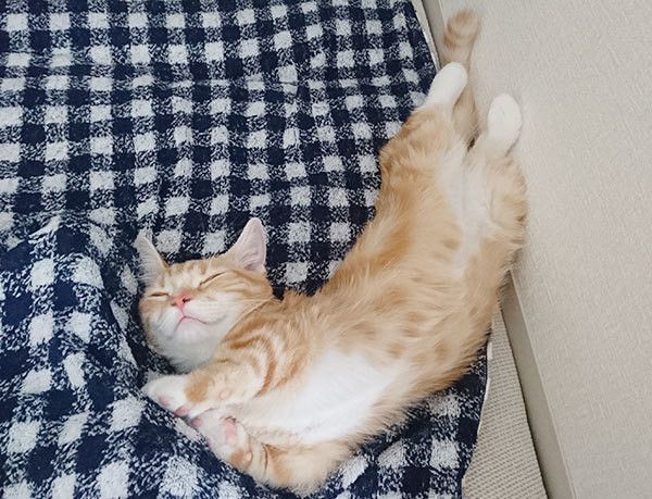 眠る猫