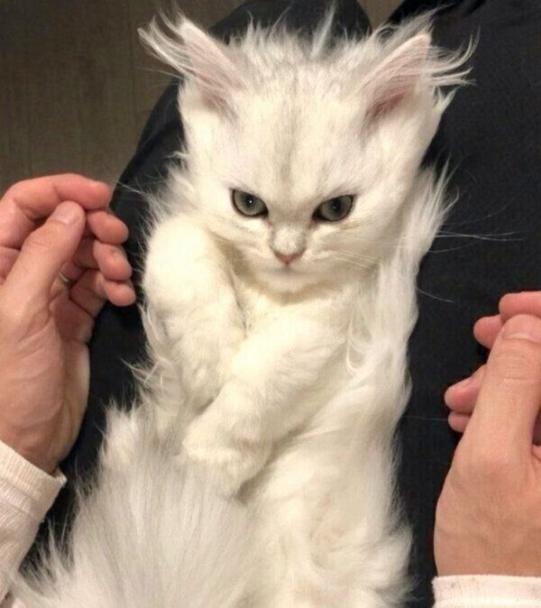 「スーパーサイヤ猫」風な小梅ちゃん