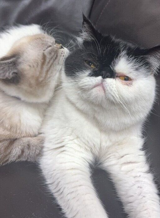 2匹のエキゾチックショートヘア