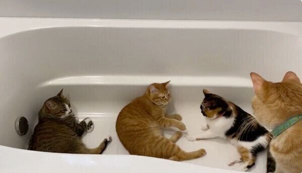 浴槽の中でまったりする猫たち
