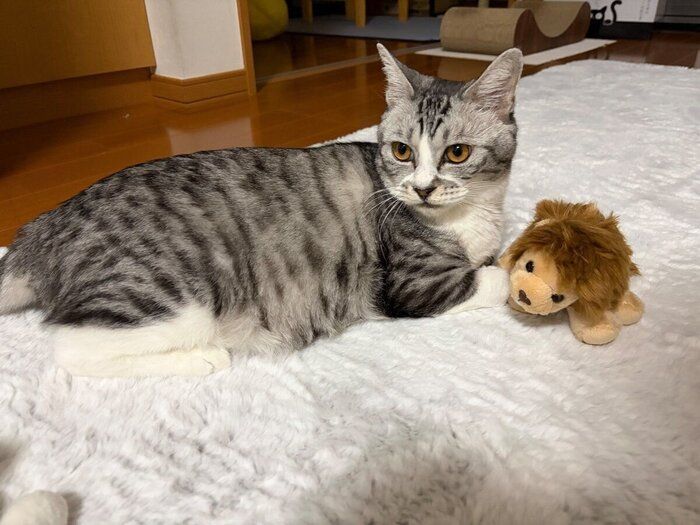 ライオンのぬいぐるみが好きな春くん。