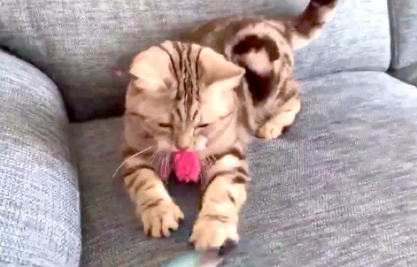 猫じゃらしで遊ぶアビーちゃん