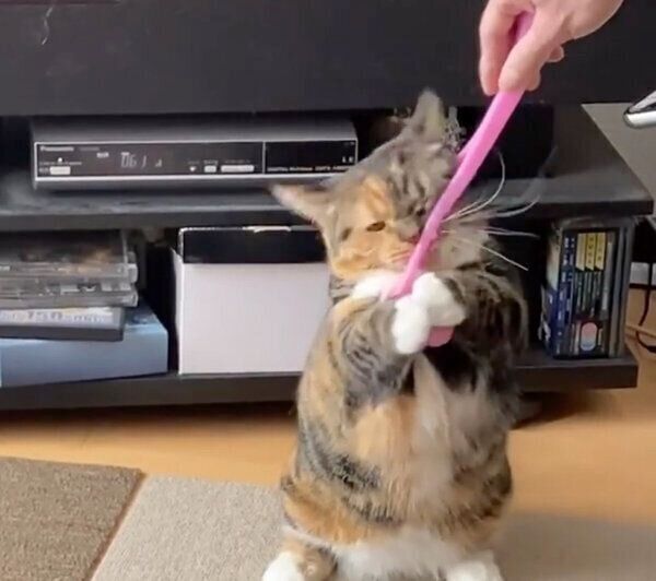 マッサージローラーが大好きなジミンちゃん