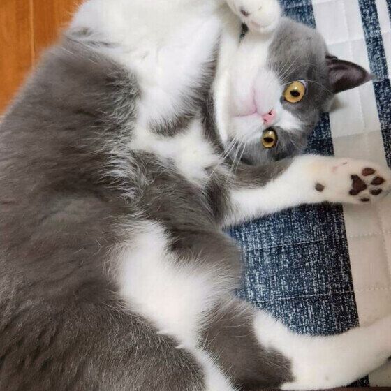 おなかを見せるブリティッシュショートヘア