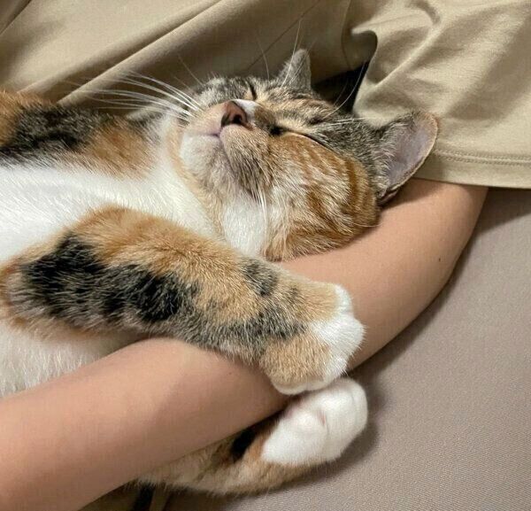 幸せ猫♡ 幸せ』とかわかんないけど今日も猫がいるから幸せ。 - 幻冬舎コミックス