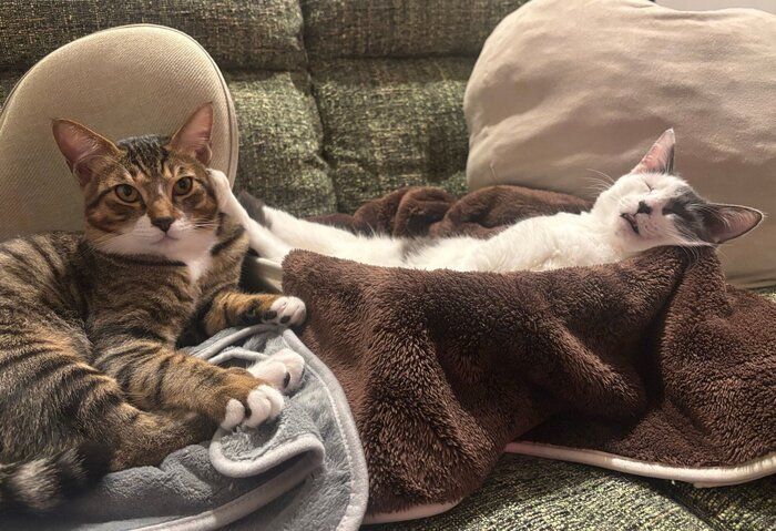 ガラシャちゃんに顔を蹴られるのぶながくん