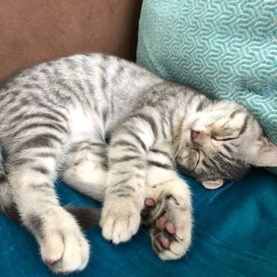 ごろ〜んと眠るスコティッシュフォールド