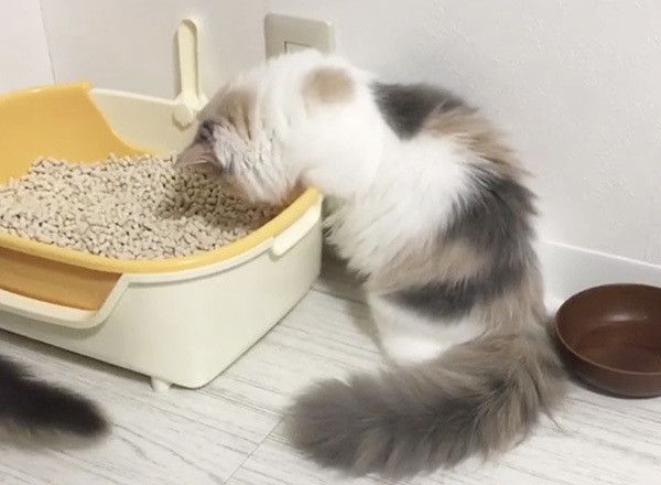 見つめる猫