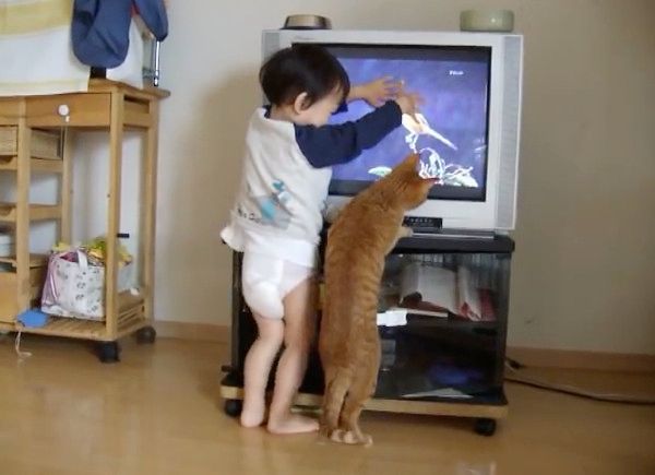 テレビを見る猫