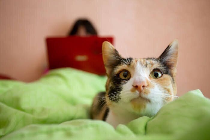 見上げる猫