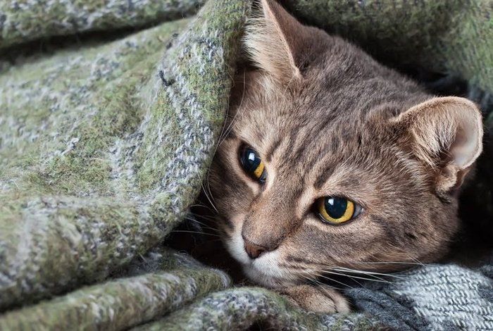 毛布にくるまる猫
