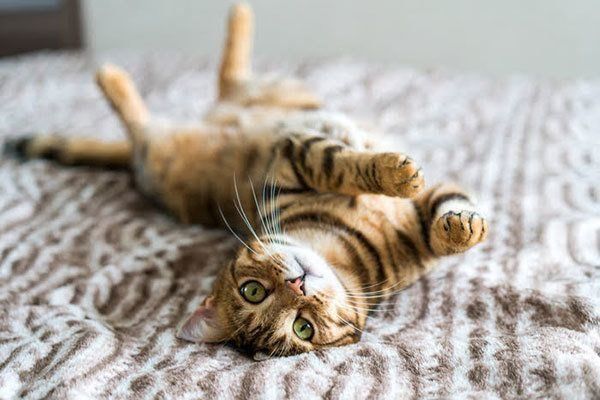 見つめる猫