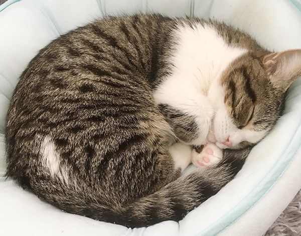 眠る猫