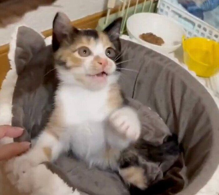 おもちゃで遊ぶニアちゃん