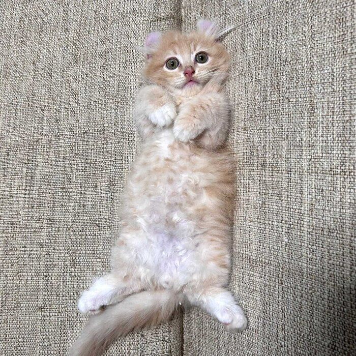 かわいく“ヘソ天”する子猫時代のチロルくん