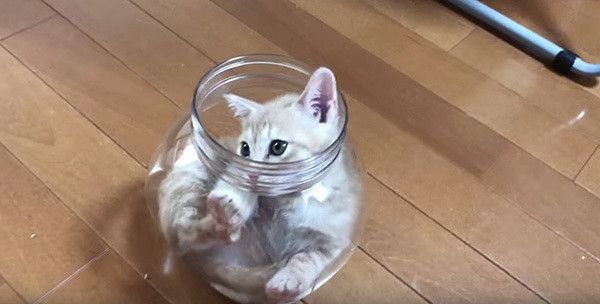 瓶の中の猫