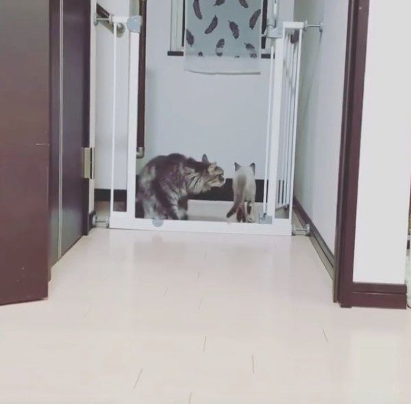 凛ちゃんにドッキリを仕掛ける鈴ちゃん