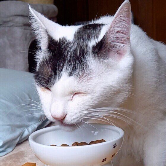 おいしそうにゴハンを食べるレイくん