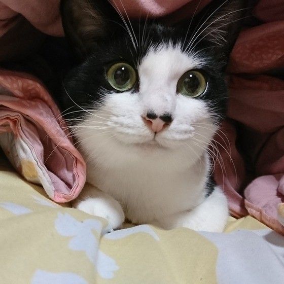 見つめる猫
