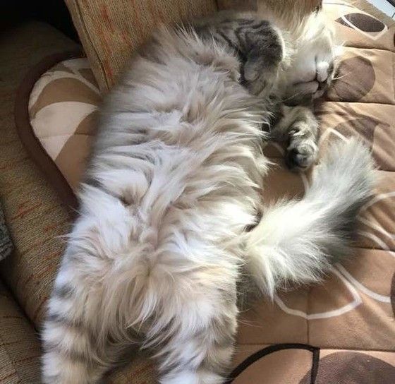 お昼寝中のノルウェージアンフォレストキャット