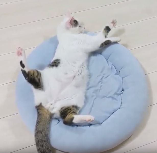 ヘソ天の猫