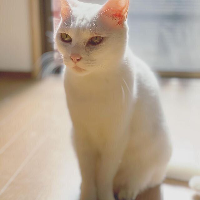 キレイな猫