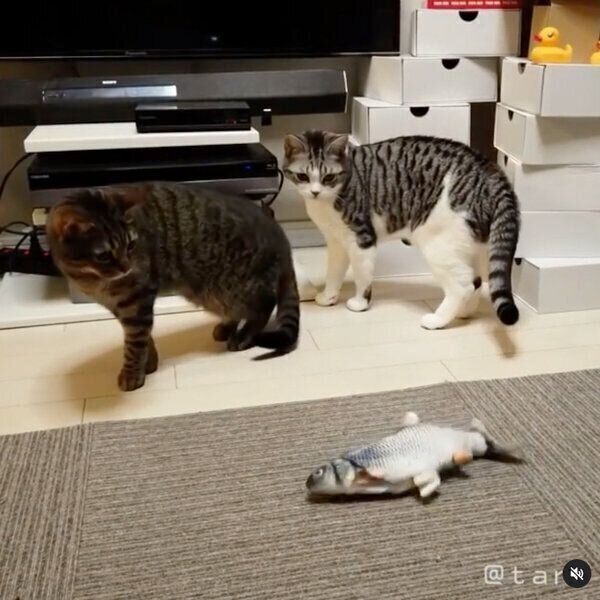 おもちゃを見つめるコトラくん、コユキくん