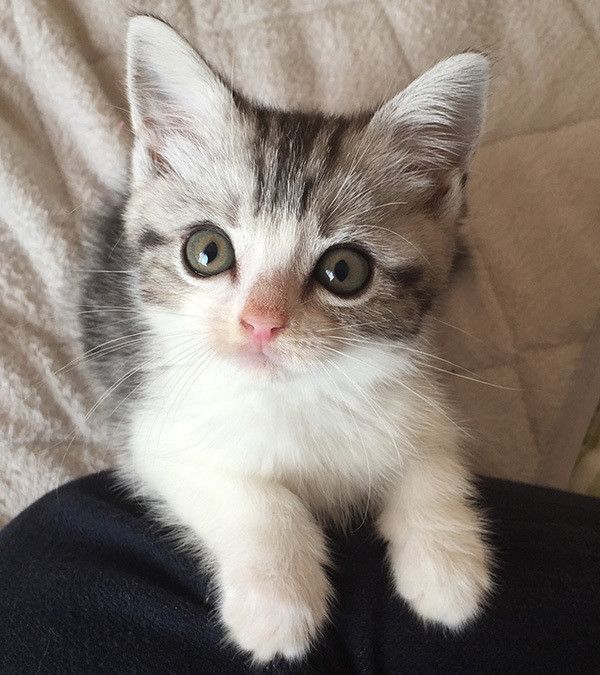見つめる猫