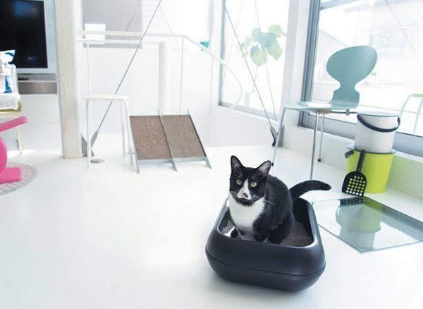 トイレをする猫
