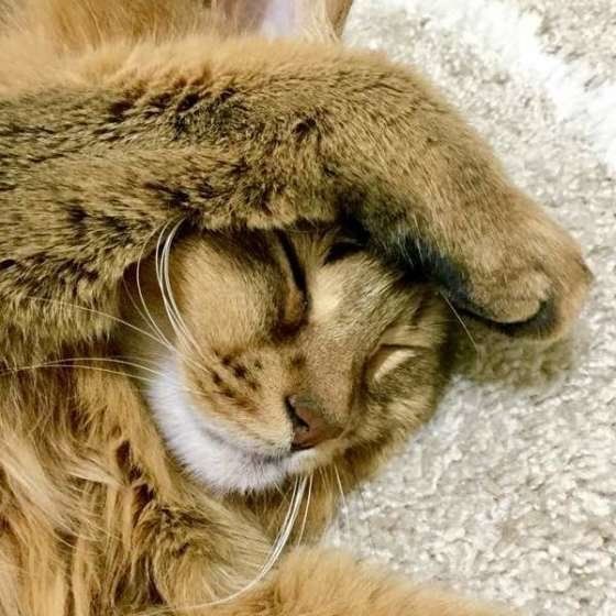 ぐっすり眠るソマリ