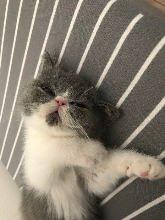 半目で寝ているエキゾチックショートヘアのマシュー君