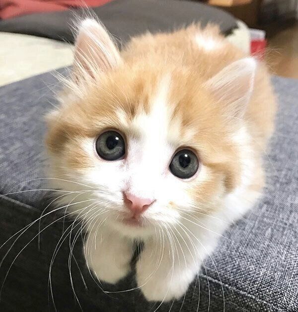 見つめるのぶおちゃん